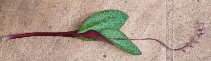 Ledebouria megaphylla, showing petiole.