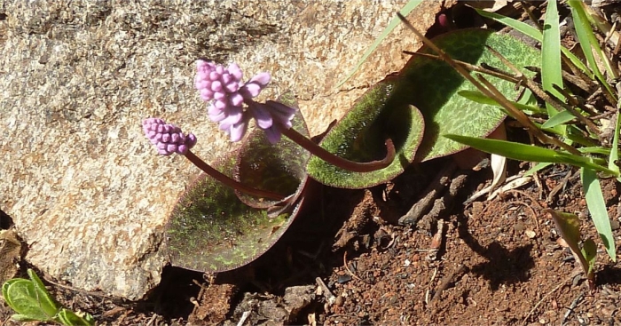 Ledebouria megaphylla, in habitat.