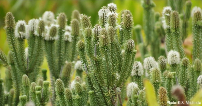 Stilbe vestita, upright branches. 