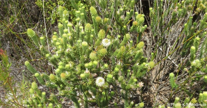 Stilbe vestita, growing in habitat. 