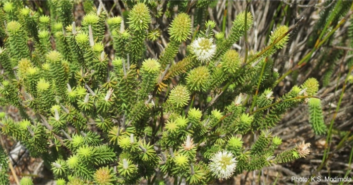 Stilbe vestita, growing in habitat. 