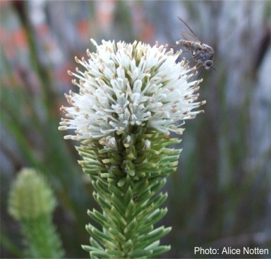 Stilbe vestita, flowers are pollinated by insects.