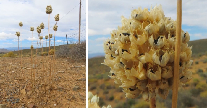 Allium synnotii in habitat in fruit