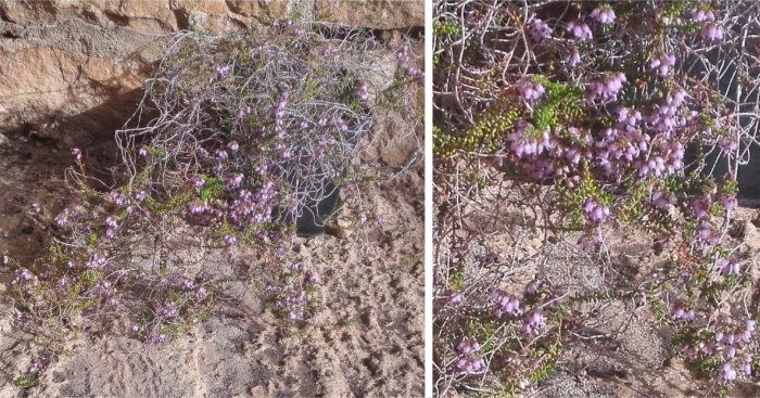 Erica vernicosa in a container.