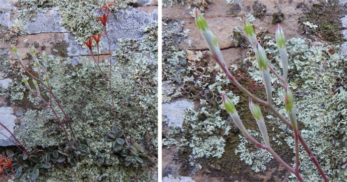 Adromischus humilis almost in flower in early February, near Beaufort West, Western Cape