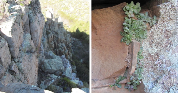 Cliffs at Rooikloof, habitat of Adromischus humilis, and plants filling a vertical crevice.