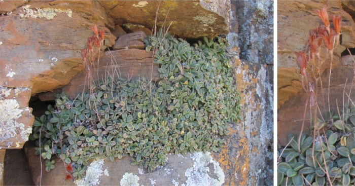 Adromischus humilis filling up the entire growth space allowed by the cliff