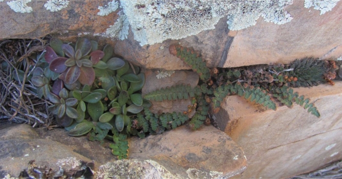 Adromischus humilis sharing its habitat