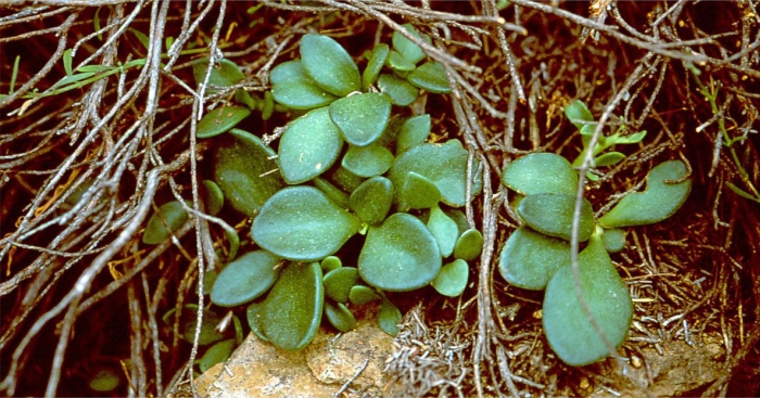 Adromischus humilis shaded by cliff vegetation at Rooikloof