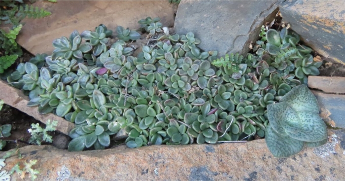 Adromischus humilis and Crassula montana at Rooikloof