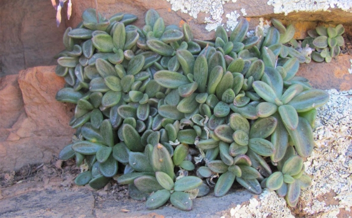 Adromischus humilis on a sandstone ledge between Sutherland and Beaufort West