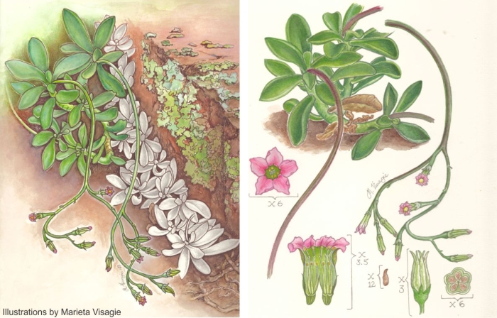 Adromischus fallax illustrations by Marieta Visagie