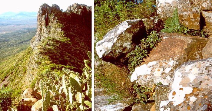 Tandjiesberg, habitat of Adromischus fallax, plants growing among dolerite boulders.