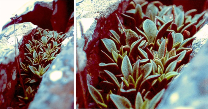 Adromischus fallax filling a crevice on Tandjiesberg