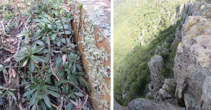 Adromischus fallax trailing along a cliff at Groenfontein