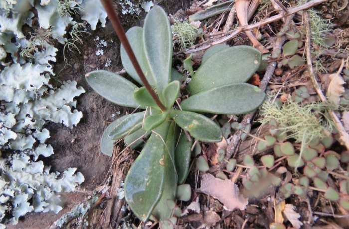 Adromischus fallax single branch, Groenfontein