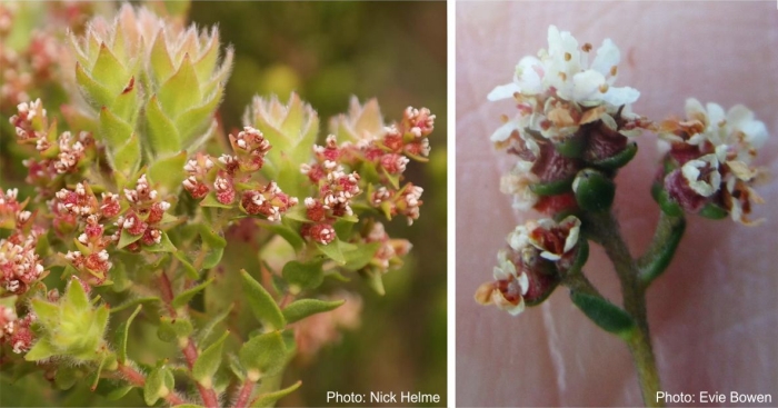 Brunia cordata developing fruits