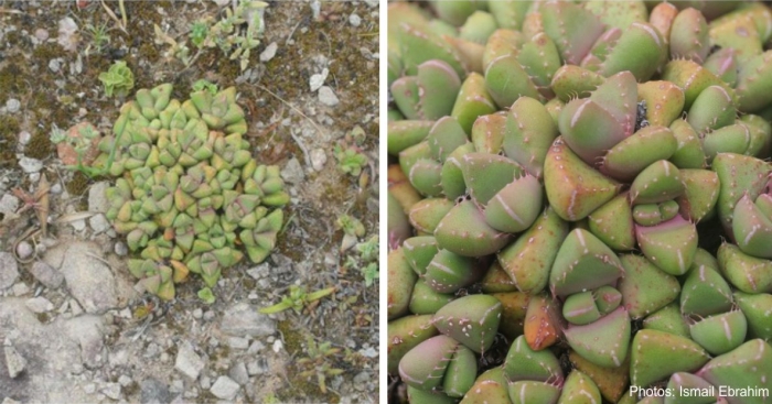 Faucaria subintegra in habitat ISMAIL EBRAHIM