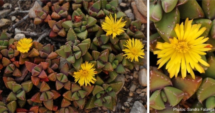 Faucaria subintegra in flower SANDRA FALANGA