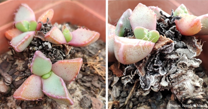 Faucaria subintegra clump dried leaves nursery