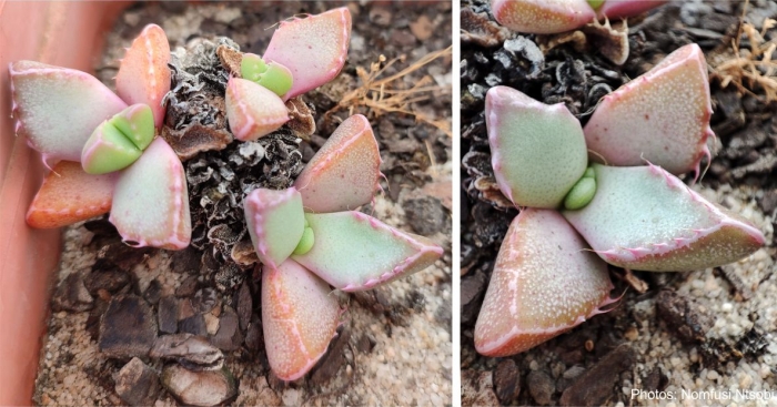 Faucaria subintegra nursery