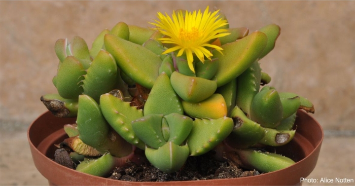 Faucaria subintegra potted plant in flower