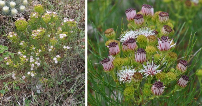 Serruria zeyheri in flower in Kirstenbosch NBG