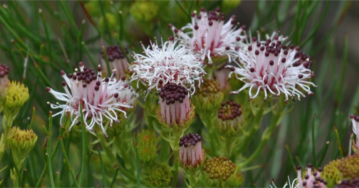 Serruria zeyheri in fresh flower