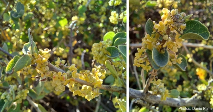 Cissampelos capensis flowers