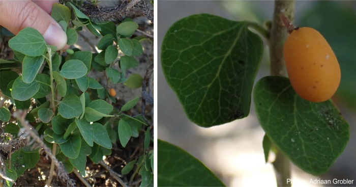 Cissampelos capensis fruit