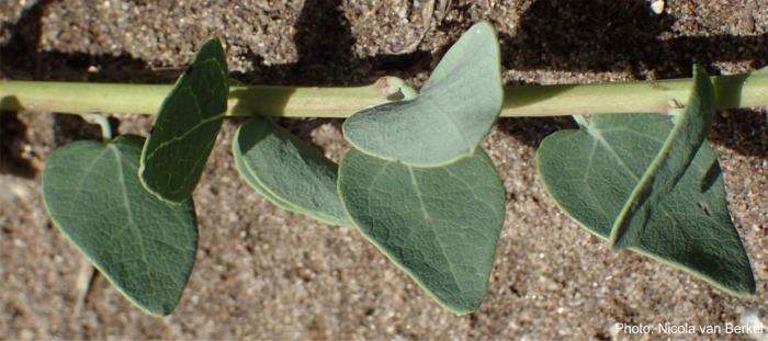 Cissampelos capensis leaves