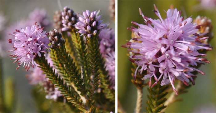 Stilbe ericoides, inflorescence and flowers.