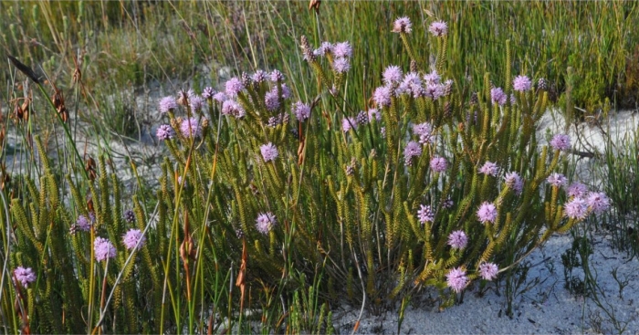 Stilbe ericoides, plant in flower.