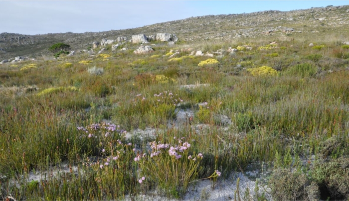 Stilbe ericoides, in habitat, southern Cape Peninsula.