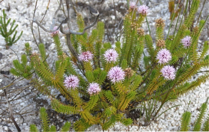 Stilbe ericoides, note remains of a previously burned plant among the fresh growth.