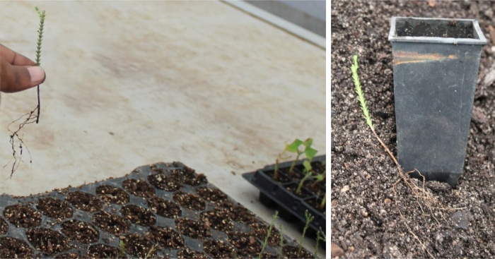 Stilbe ericoides, rooted cuttings ready for potting up.