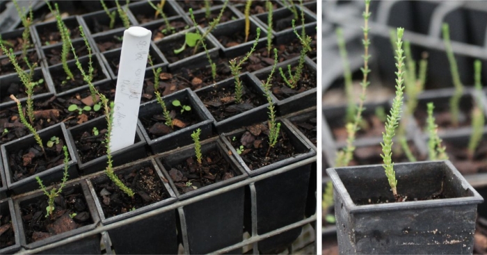 Stilbe ericoides, cuttings potted up into plugs.