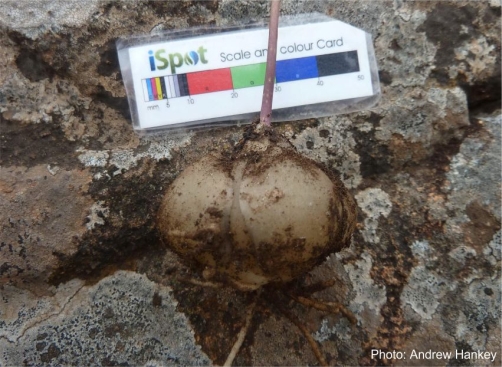 Drimia sphaerocephala, bulb. Photo Andrew Hankey