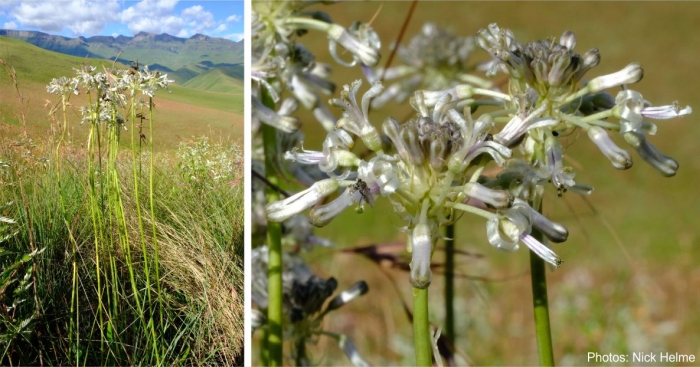 Drimia sphaerocephala, in habitat. Photos Nick Helme