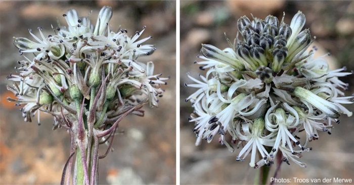 Drimia sphaerocephala, flowers. Photos Troos van der Merwe