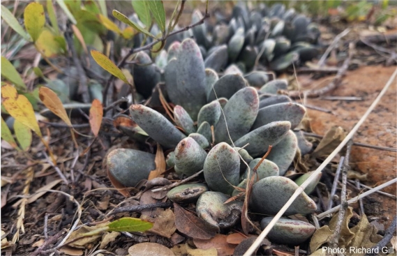 Adromischus umbraticola growing in the Magaliesberg. Photo Richard Gill