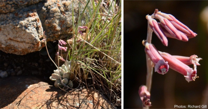 Adromischus umbraticola in flower. Photo Richard Gill