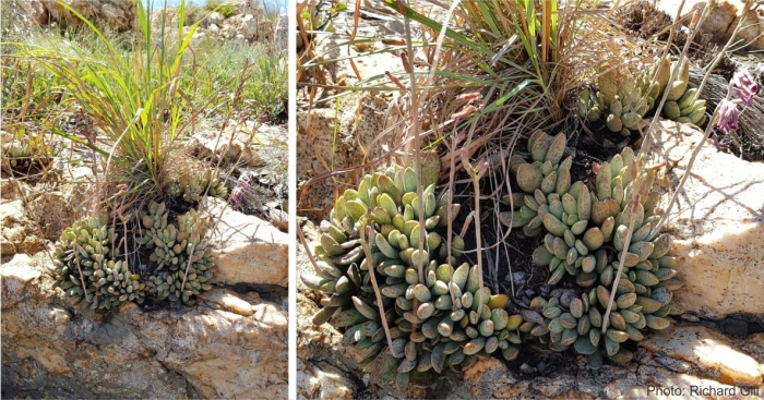 Adromischus umbraticola growing on a rocky outcrop. Photo Richard Gill