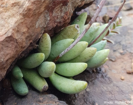 Adromischus umbraticola growing under a rock. Photo Richard Gill