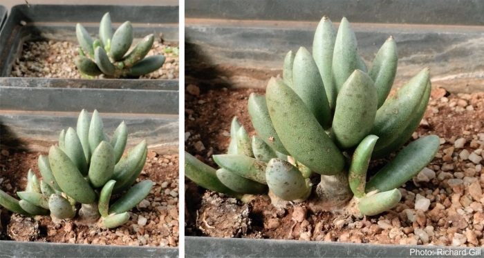 Adromischus umbraticola, potted specimens. Photo Richard Gill