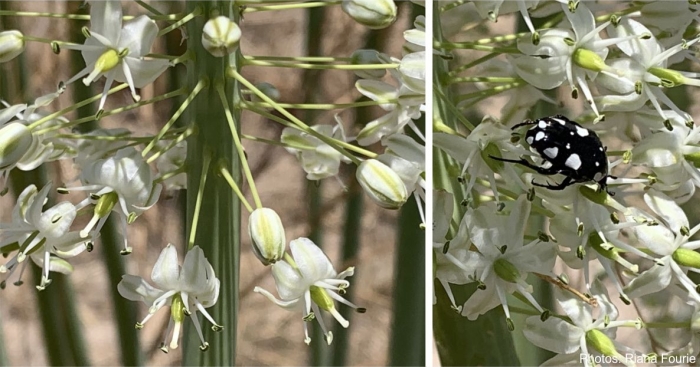 Drimia altissima, close-up of the flowers and a beetle feeding on a flower. Photos Riana Fourie