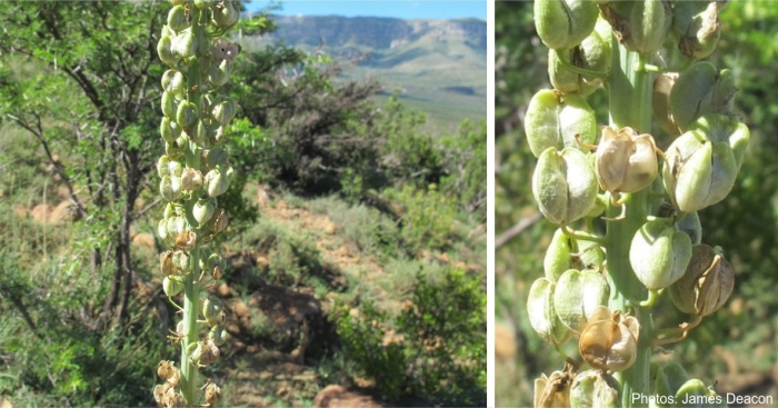 Drimia altissima, fruiting and a close up of the capsules. Photos James Deacon