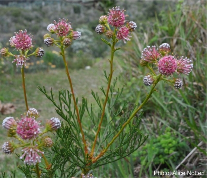 Serruria elongata, Kirstenbosch NBG. Photo Alice Notten