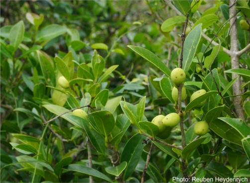 Chionanthus foveolatus, leaves, stem, green fruits. Photo Reuben Heydenrych