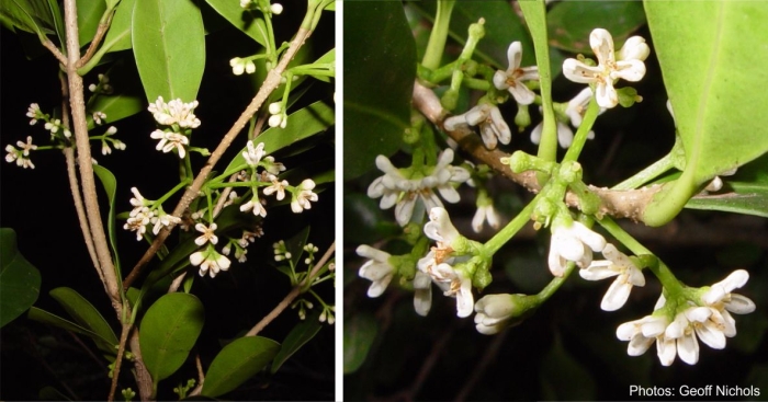 Chionanthus foveolatus subsp foveolatus | PlantZAfrica